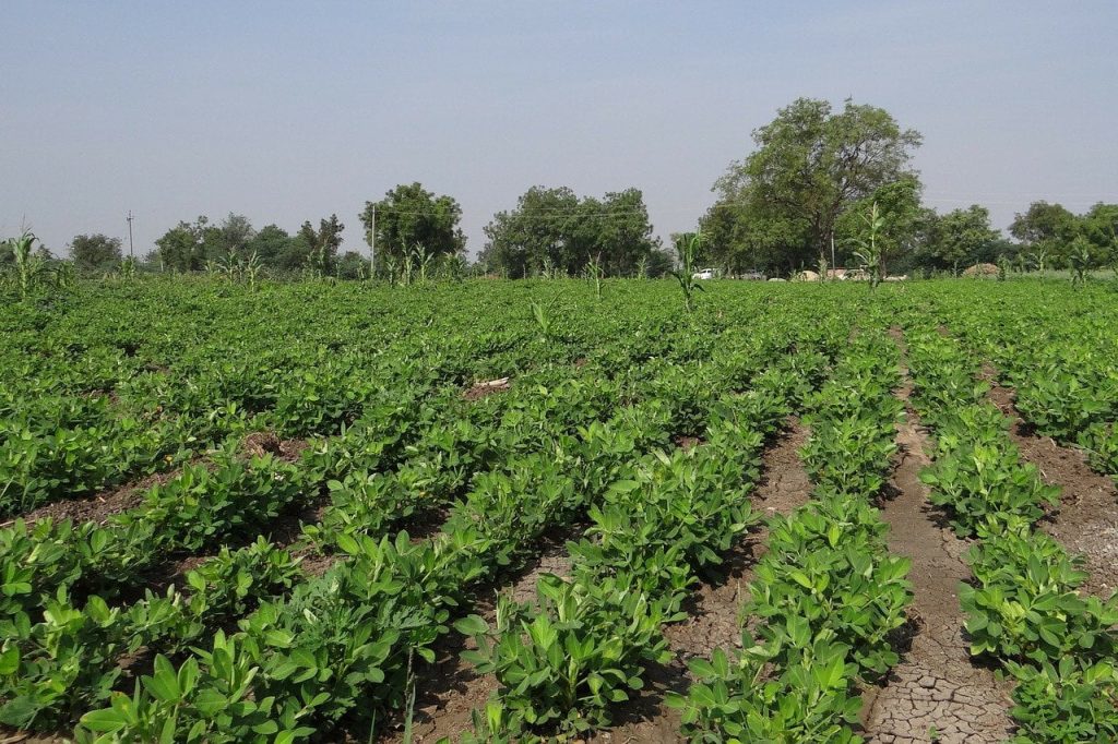 Peanut Cultivation in India - How to Grow the Peanut