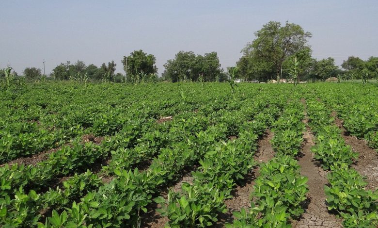 Peanut Cultivation in India - How to Grow the Peanut