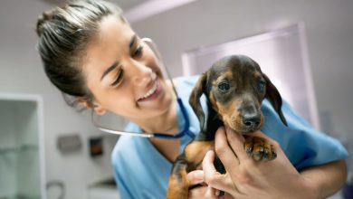 Photo of Time limits for Veterinary Noncompete: A guide for veterinarians