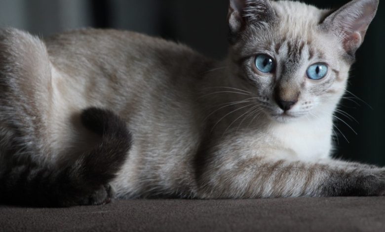 lynx point siamese cat