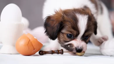 Photo of Cracking the Case: Exploring the Safety and Benefits of Eggs for Dogs