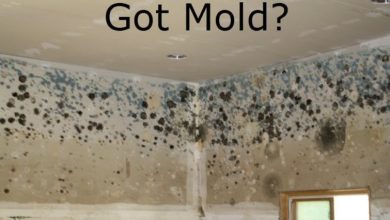 Photo of How Mold Lawyers Tackle Complex Cases