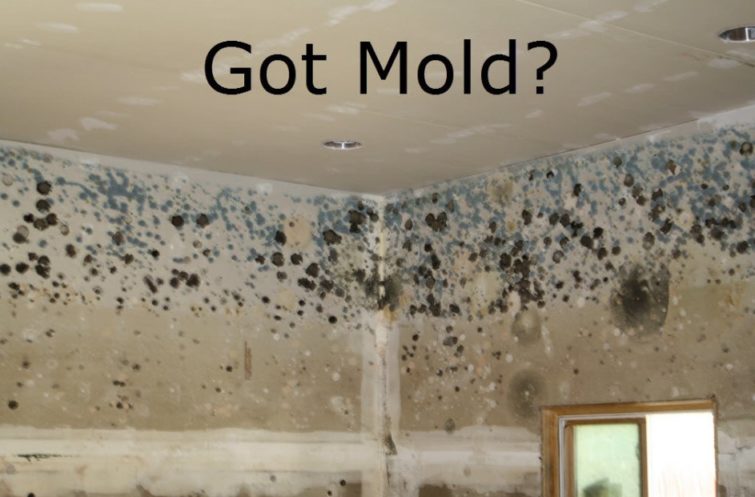 Mold Lawyers