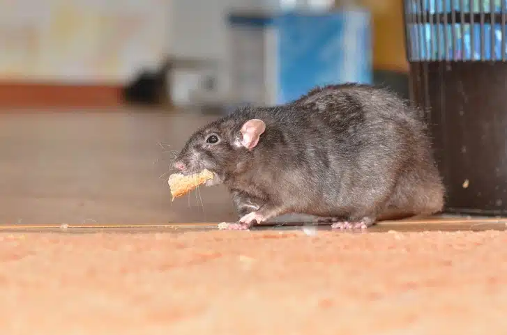 mice