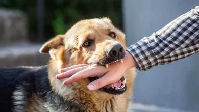 Photo of When a Dog Bite Injury Needs the Support of a Personal Injury Lawyer