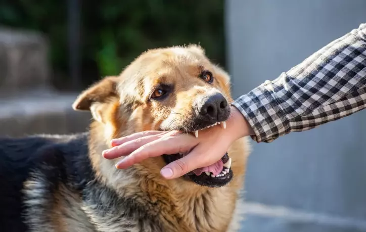 Dog Bite