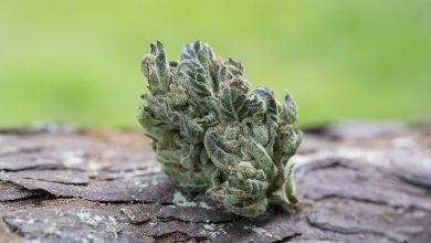 Photo of Garlic Glaze Strain: The Savory Cannabis Breaking All Rules